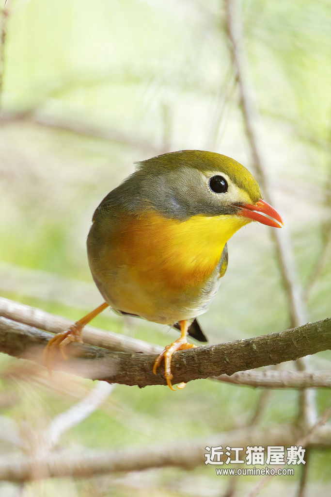EOSで野鳥撮影 朽木 夏鳥ブートキャンプ終了　クロツグミ、ソウシチョウ、サンコウチョウ