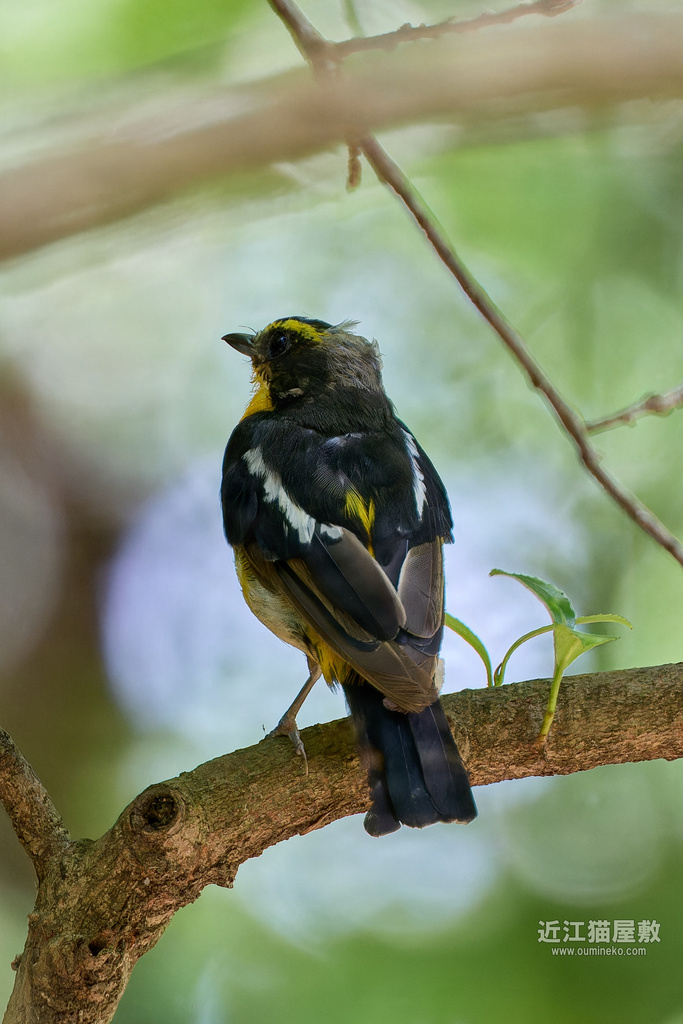 EOS R7,1DX3で野鳥撮影 EF400mm F4 DO IS II USM