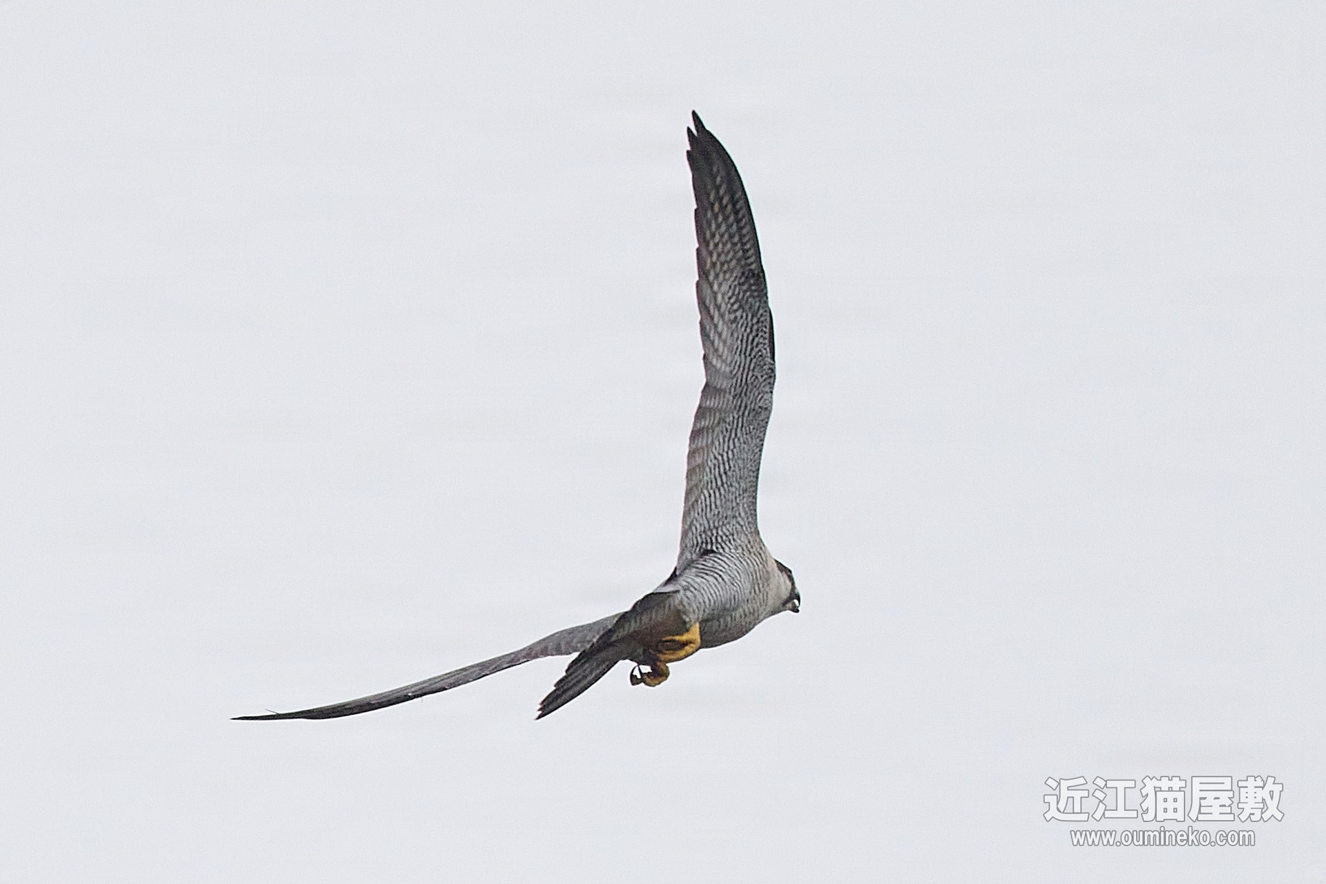 EOS R7+EF400mm F4 DO IS II USM ハヤブサ,ソウシチョウ,キビタキ