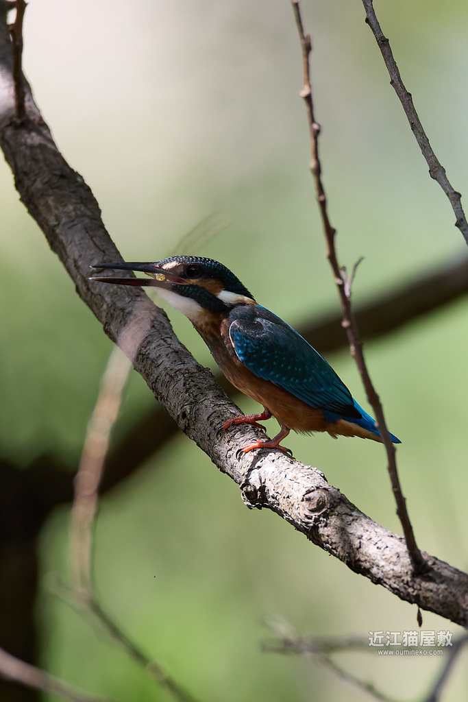 EOS R7,1DX2で野鳥撮影 カワセミ、ササゴイ