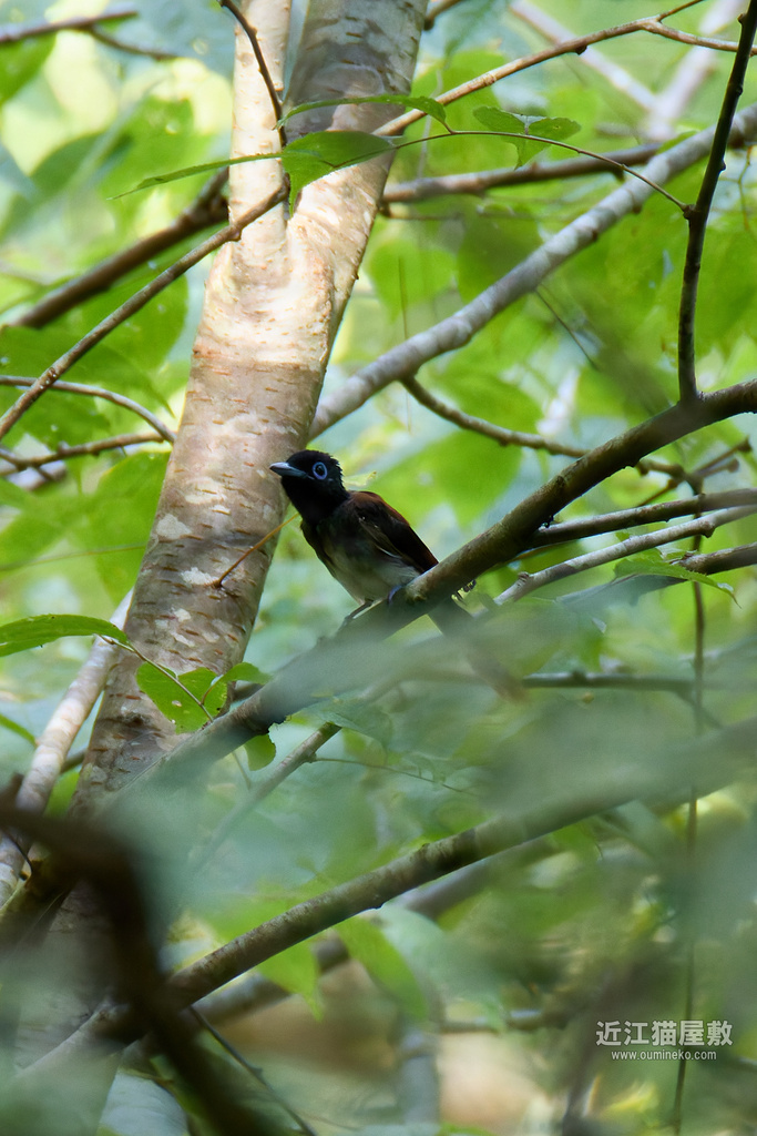 EOS R7で野鳥撮影 朽木 サンコウチョウ、キビタキ他