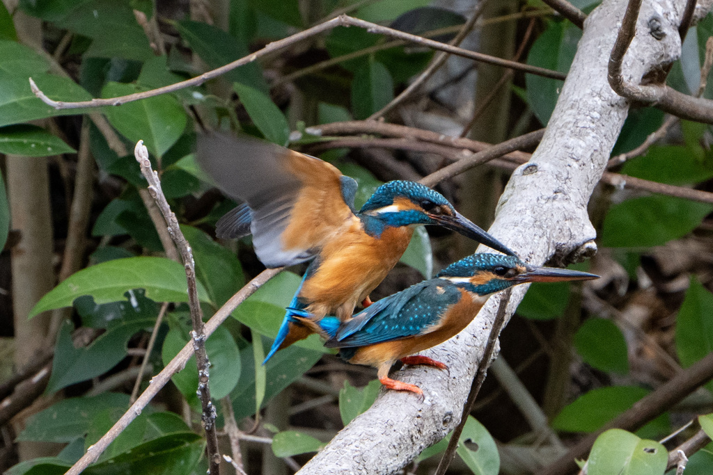 京都の川 カワセミ α7R IV+FE200-600