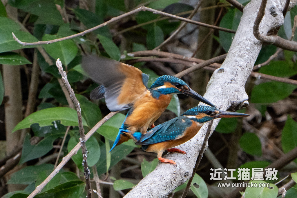 京都の川 カワセミ α7R IV+FE200-600