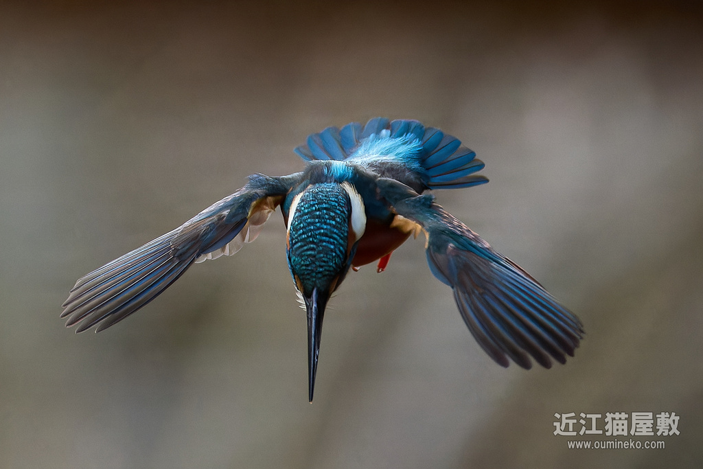 EOS R3で野鳥撮影 カワセミ、エナガ 動画も検証中