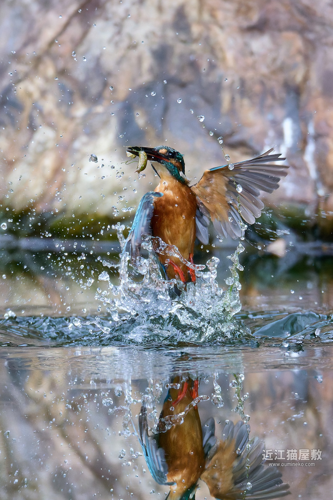 EOSで野鳥撮影 カワセミ撮影 好調、食欲の秋 (EF800mm F5.6L IS USM)