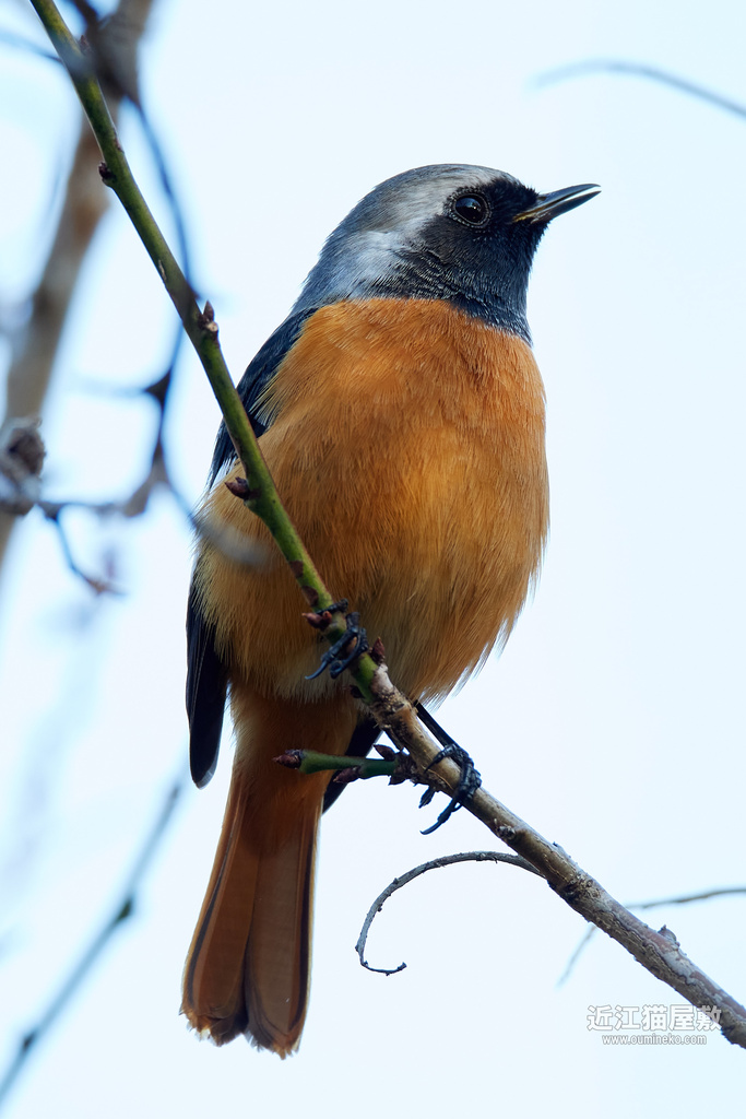 EOS R7/5D mark III + EF800mm F5.6L IS USM/EF400mm F4 DO IS II USM 検証