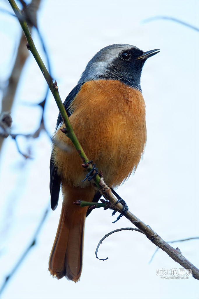 EOS R7/5D mark III + EF800mm F5.6L IS USM/EF400mm F4 DO IS II USM 検証