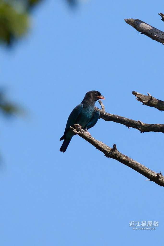 EOS R7で野鳥撮影 ブラり散策