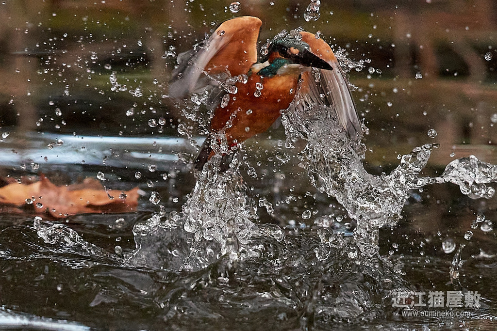 EOS-1D X mark III , R7 カワセミ