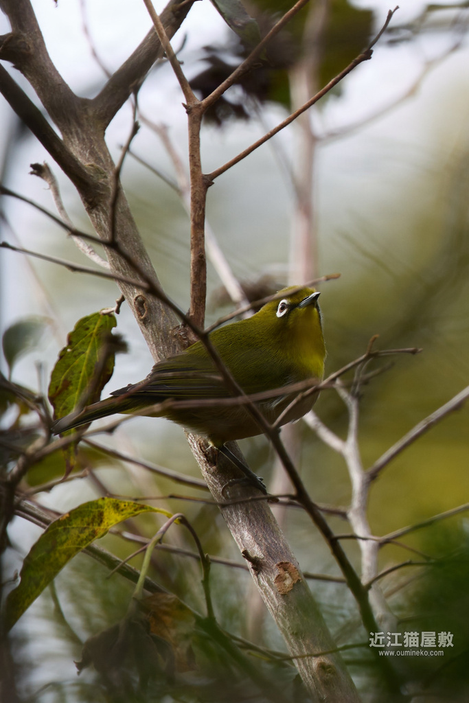 EOS R7+EF400mm F4 DO IS II USM 鹿、メジロ