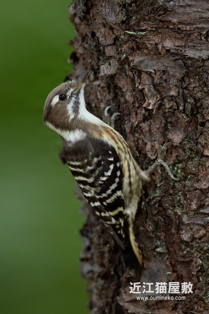 EOS R7 + EF800mm F5.6L IS USM エナガ、コゲラ、ヤマガラ