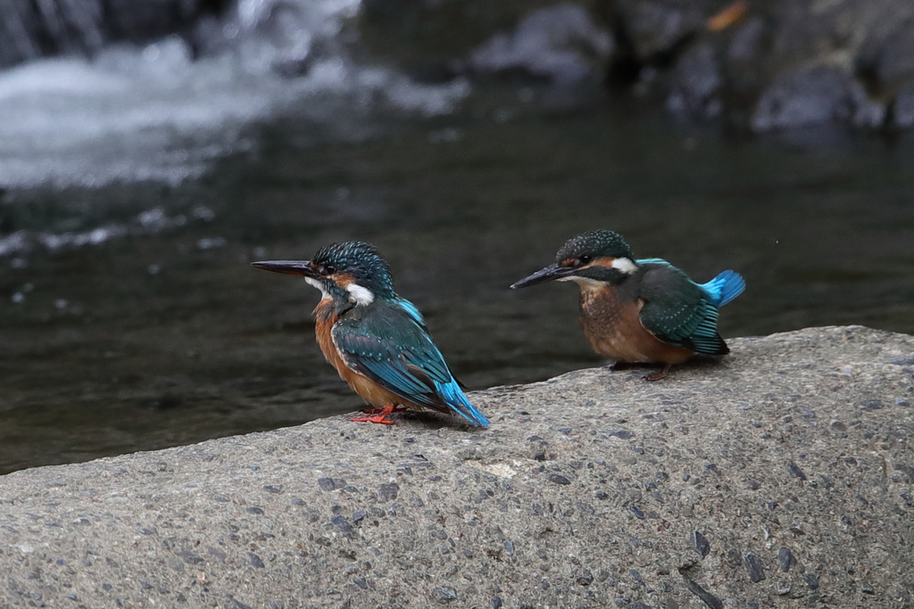 京都の川 カワセミ EOS-1D X Mark II + EF600F4L