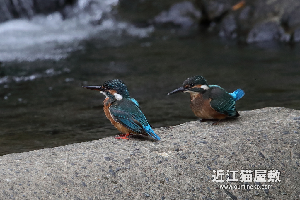 京都の川 カワセミ EOS-1D X Mark II + EF600F4L
