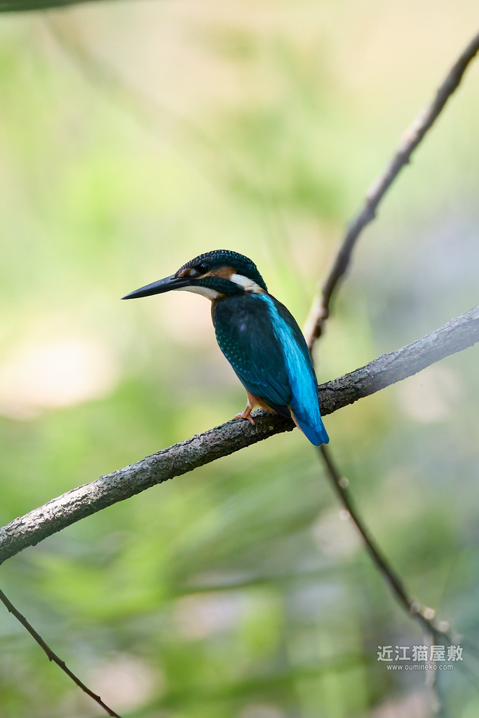 EOS-1D X mark IIで野鳥撮影 カワセミ敗北