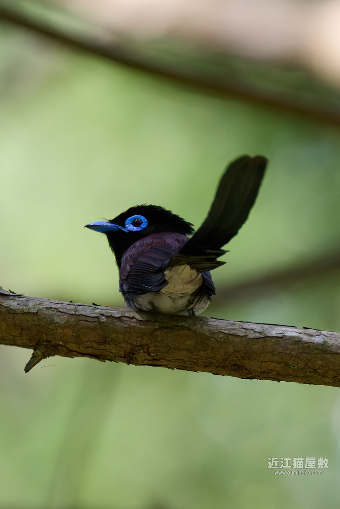 EOS R7で野鳥撮影 滋賀 朽木 サンコウチョウ、イカル、コサメビタキ