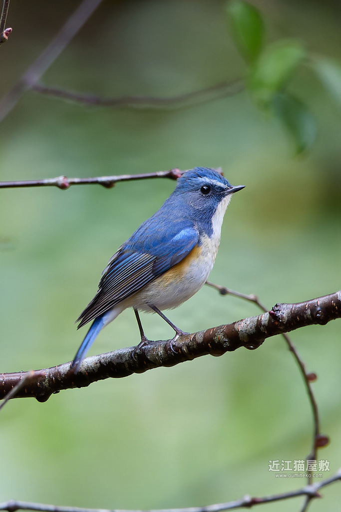 EOS R5 mark IIで野鳥撮影 ルリビタキ、ミヤマホオジロ、カシラダカ他