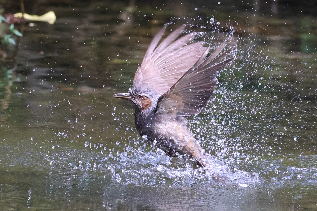 EOS R7 実戦投入 サンショウクイ、カワセミ、ヒヨドリ