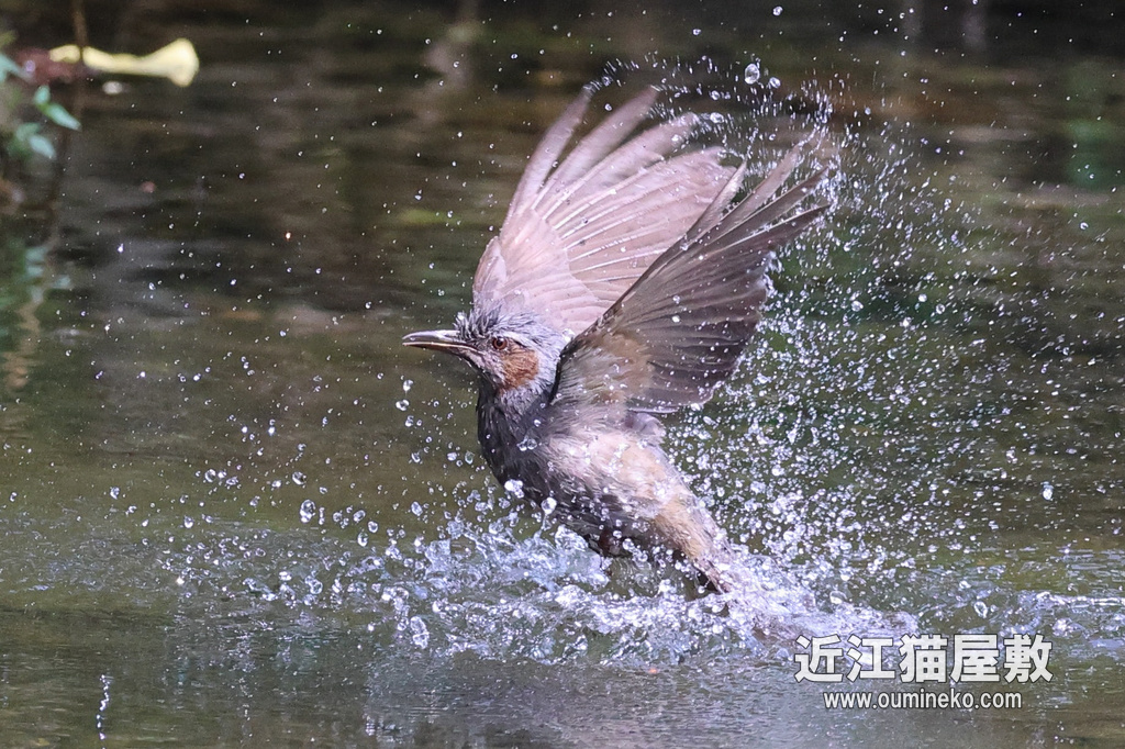 EOS R7 実戦投入 サンショウクイ、カワセミ、ヒヨドリ