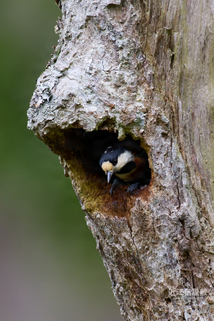 EOSで野鳥撮影 朽木 敗北 キビタキ、コサメビタキ他