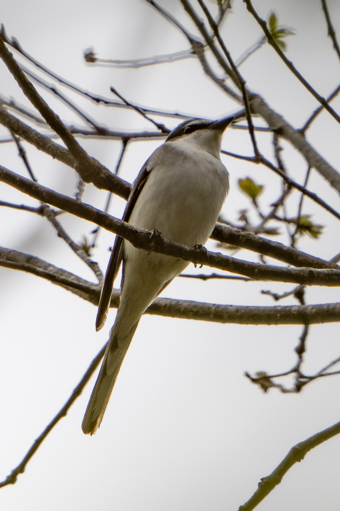 朽木いきものふれあいの里跡地 キビタキ、サンショウクイ、ヤマガラ α1+FE200-600