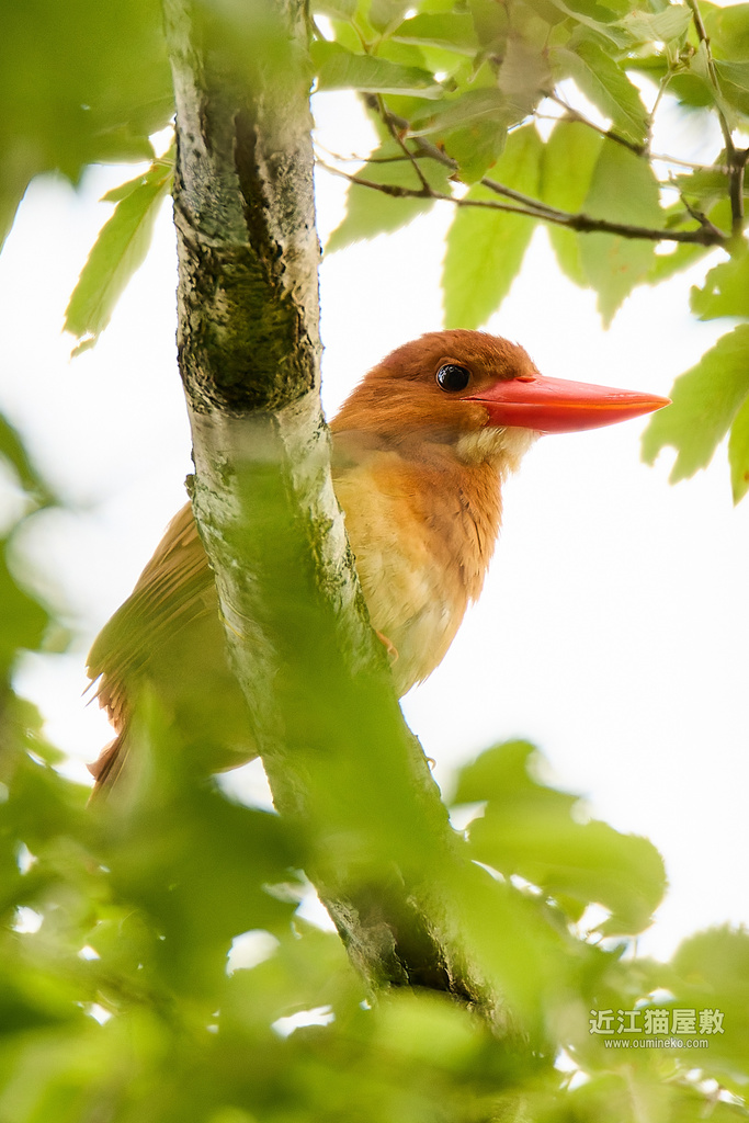 EOS R7で野鳥撮影 滋賀 水乞鳥 アカショウビン他
