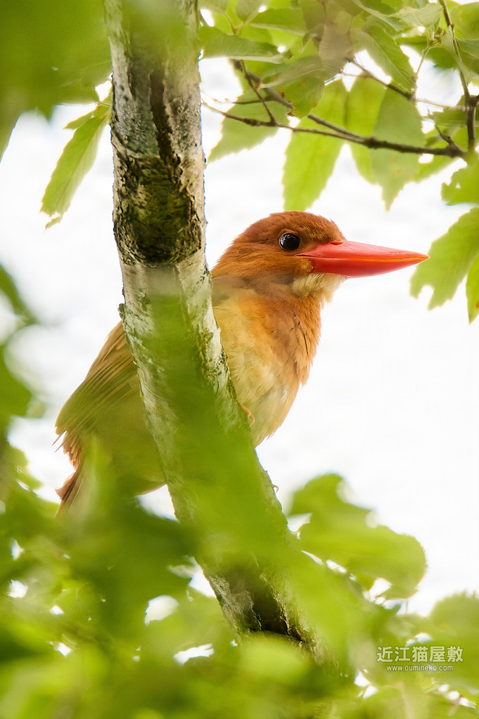 EOS R7で野鳥撮影 滋賀 水乞鳥 アカショウビン他