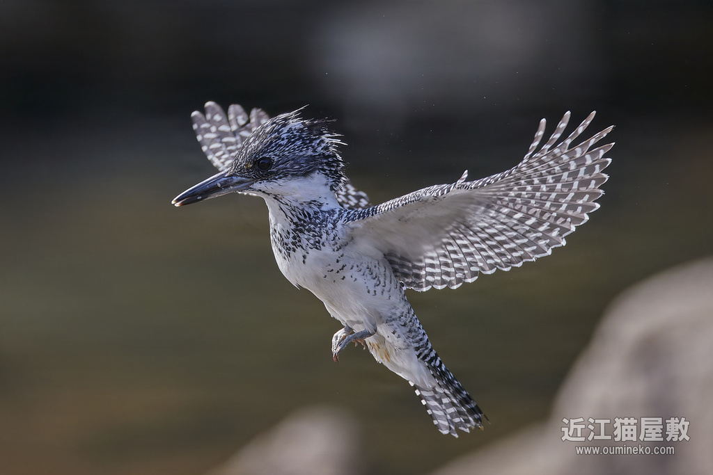 EOSで野鳥撮影 今年の振り返りと来年の抱負