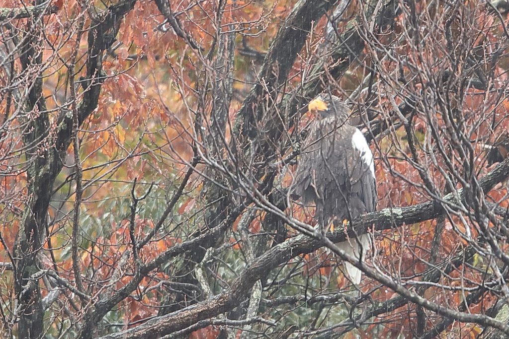 湖北 オオワシ EOS-1D X Mark II + EF600F4L