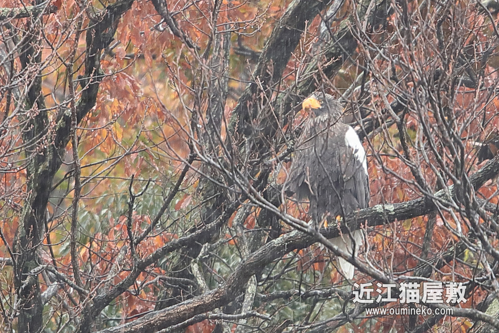 湖北 オオワシ EOS-1D X Mark II + EF600F4L