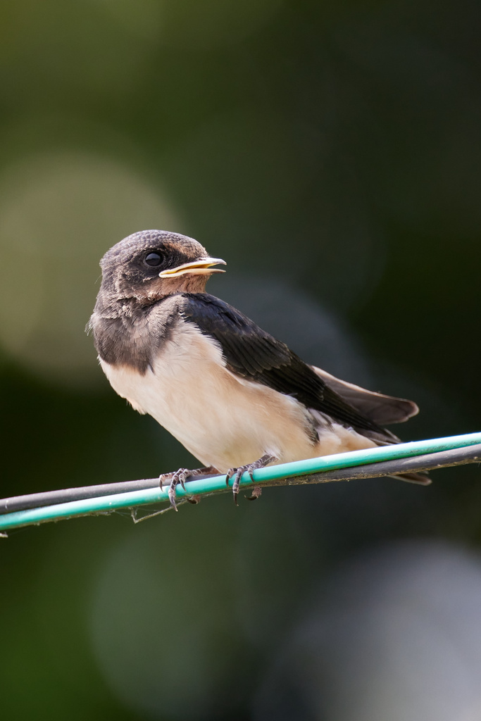 R5鳥納め RF100-500、RF600F4L