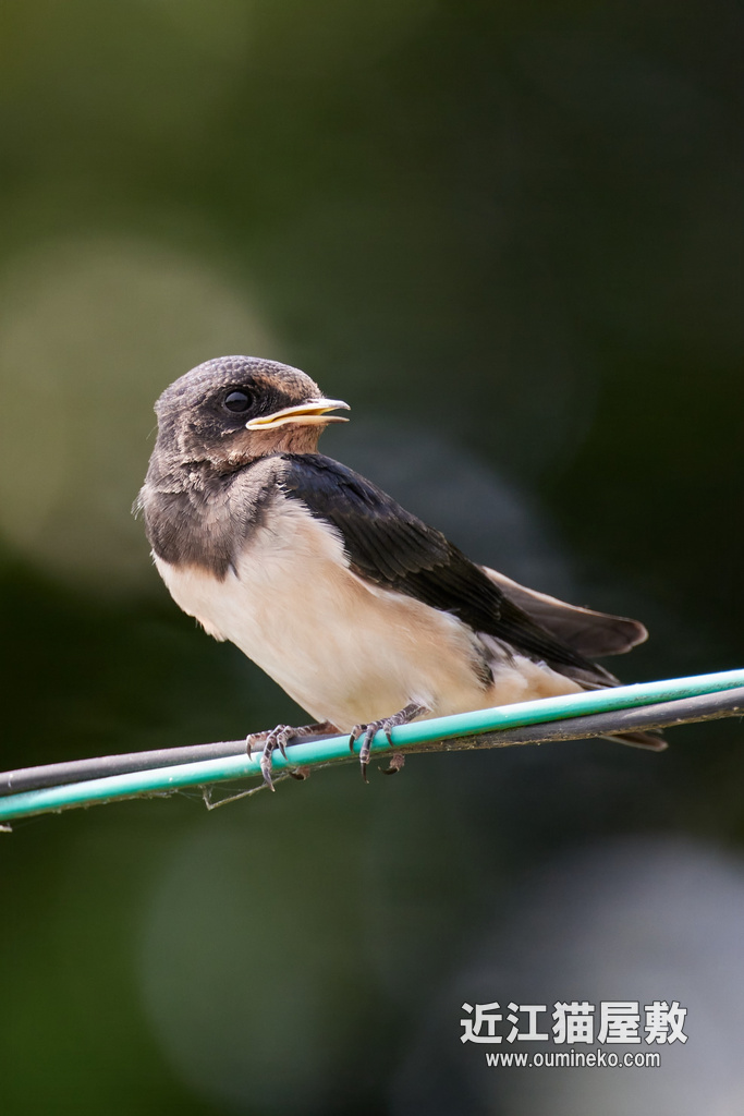 R5鳥納め RF100-500、RF600F4L