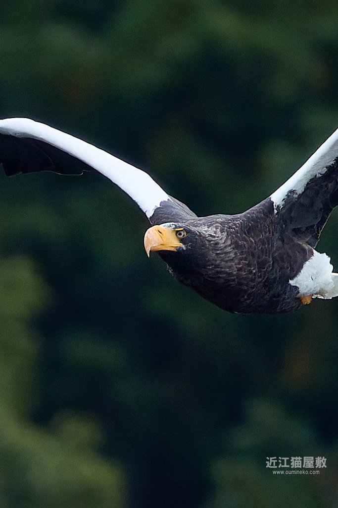 EOS R5 mark IIで野鳥撮影 11/23① オオワシ