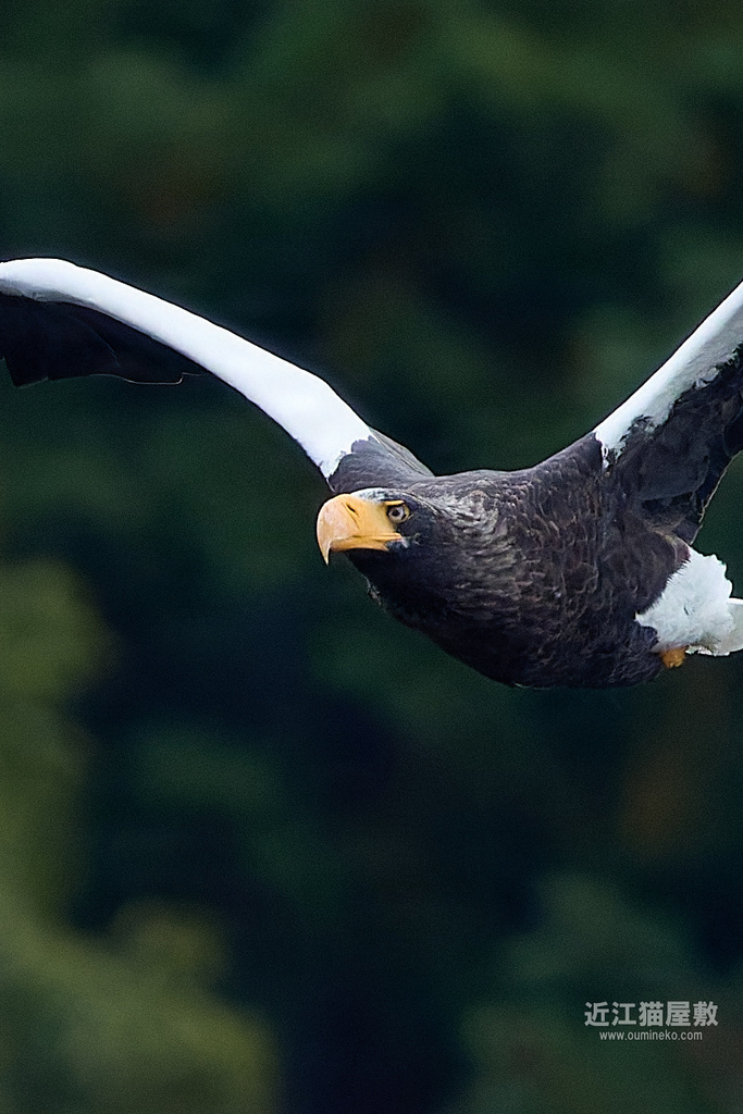 EOS R5 mark IIで野鳥撮影 11/23① オオワシ
