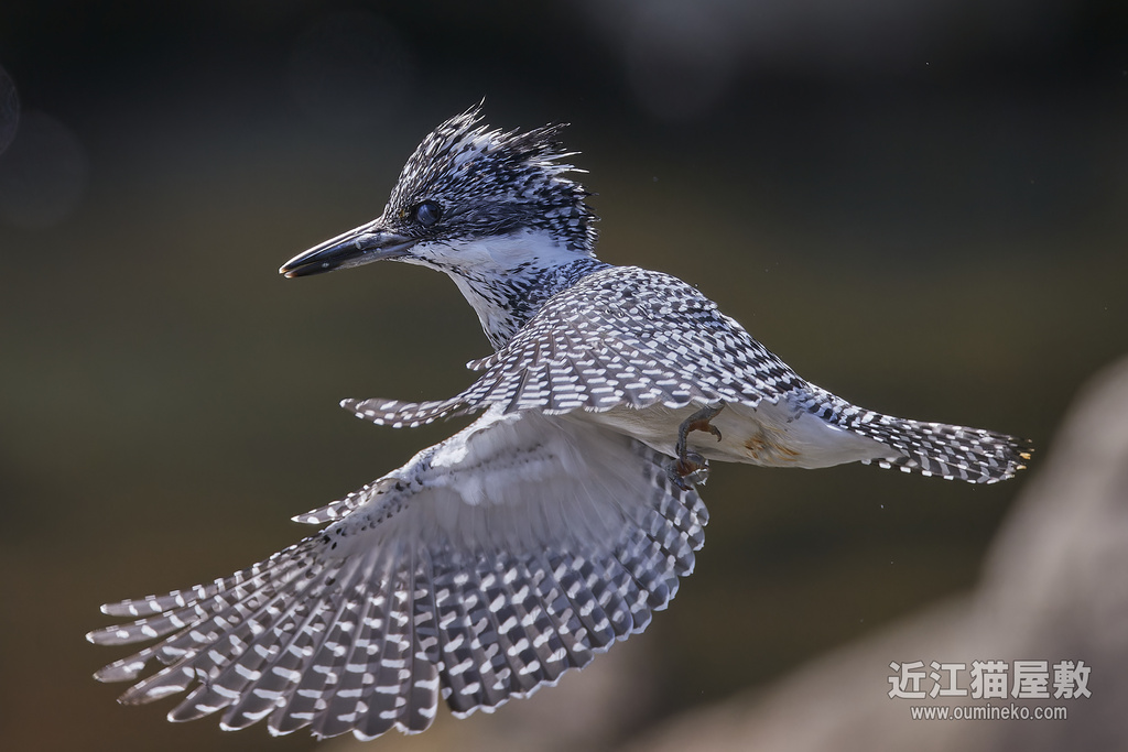 EOS-1D X mark III、R7で野鳥撮影 榛原 ヤマセミ