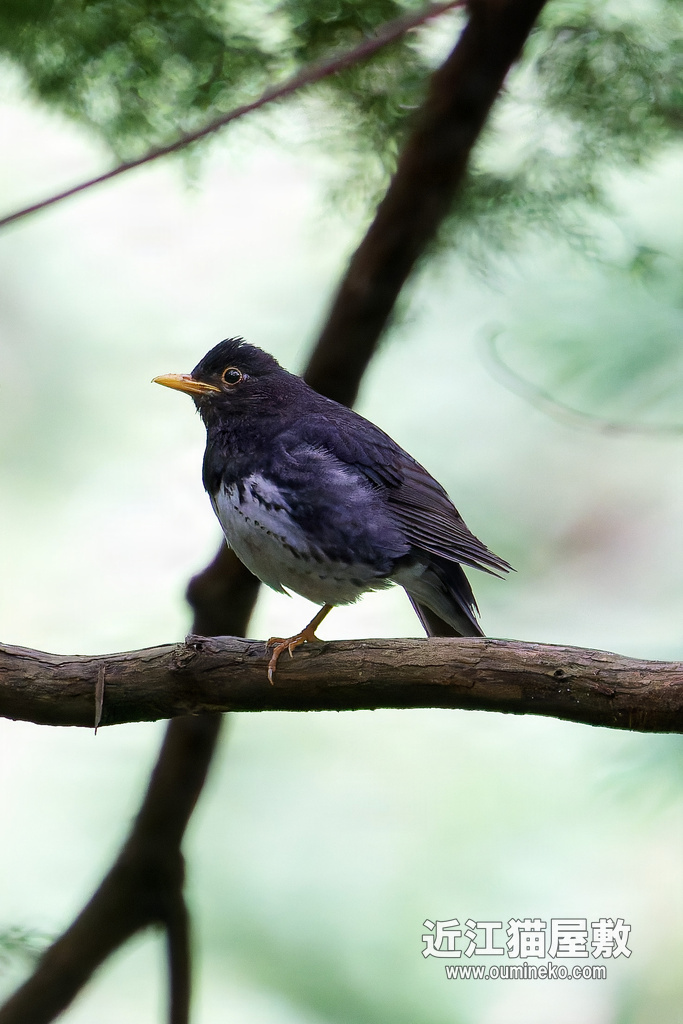 EOSで野鳥撮影 朽木 クロツグミ、キビタキ