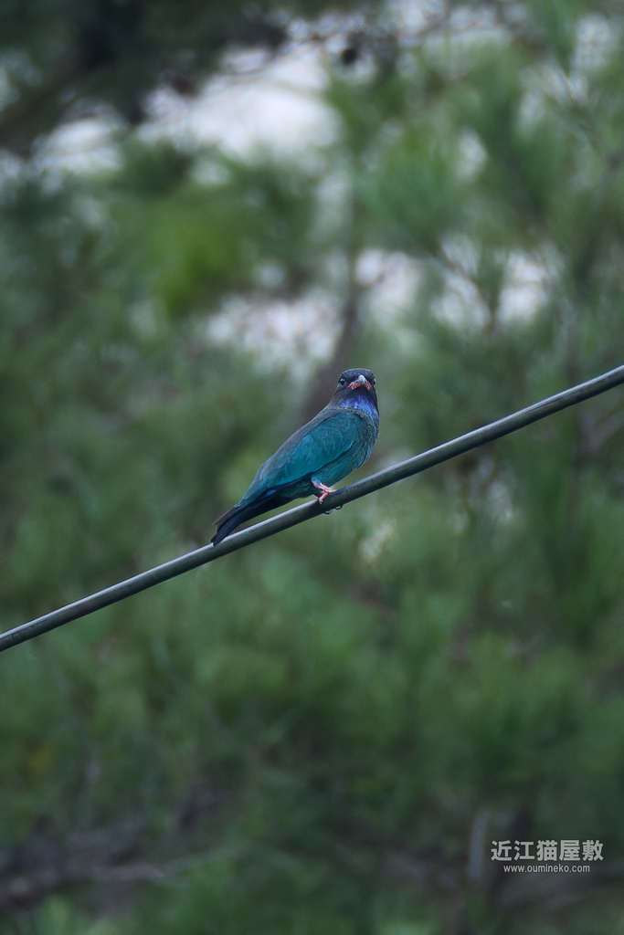 EOS R7で野鳥撮影 ブッポウソウ