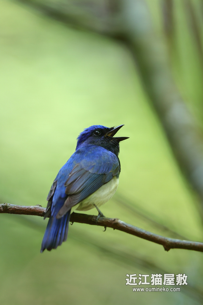 近くのダム オオルリ、カワセミ EOS-1D X Mark II + EF600F4L