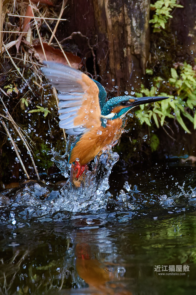 EOS R3+RF200-800mm F6.3-9 IS USMで野鳥撮影 カワセミ