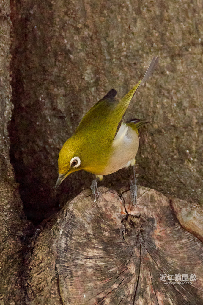 EOS R3/R7+RF200-800mm F6.3-9 IS USM 散歩 | 近江猫屋敷