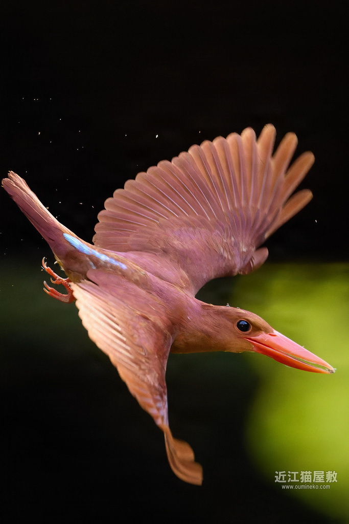 EOS R5 mark II、R7で野鳥撮影 アカショウビン祭