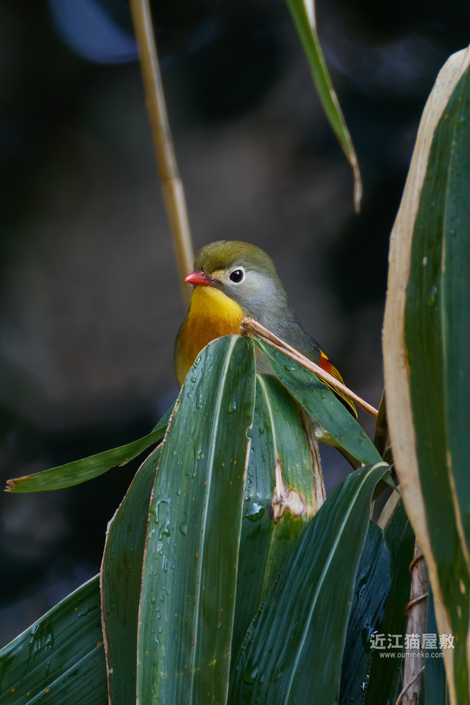 EOS R7で野鳥撮影 ソウシチョウ、アカゲラ、シメ他