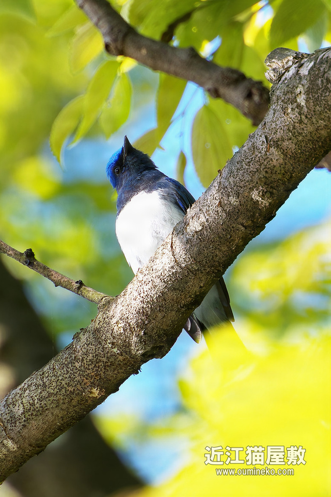 EOSで野鳥撮影 石川県 オオルリ、キビタキ、センダイムシクイ、オナガ、アオジ