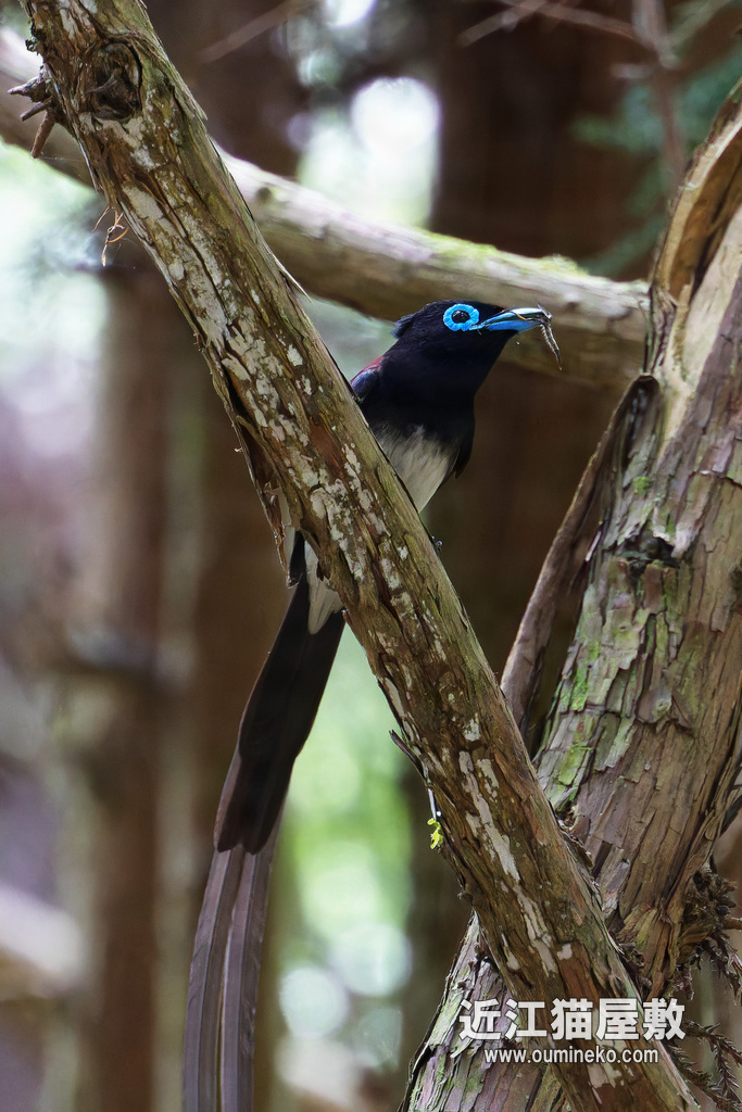 EOSで野鳥撮影 サンコウチョウ、キビタキ
