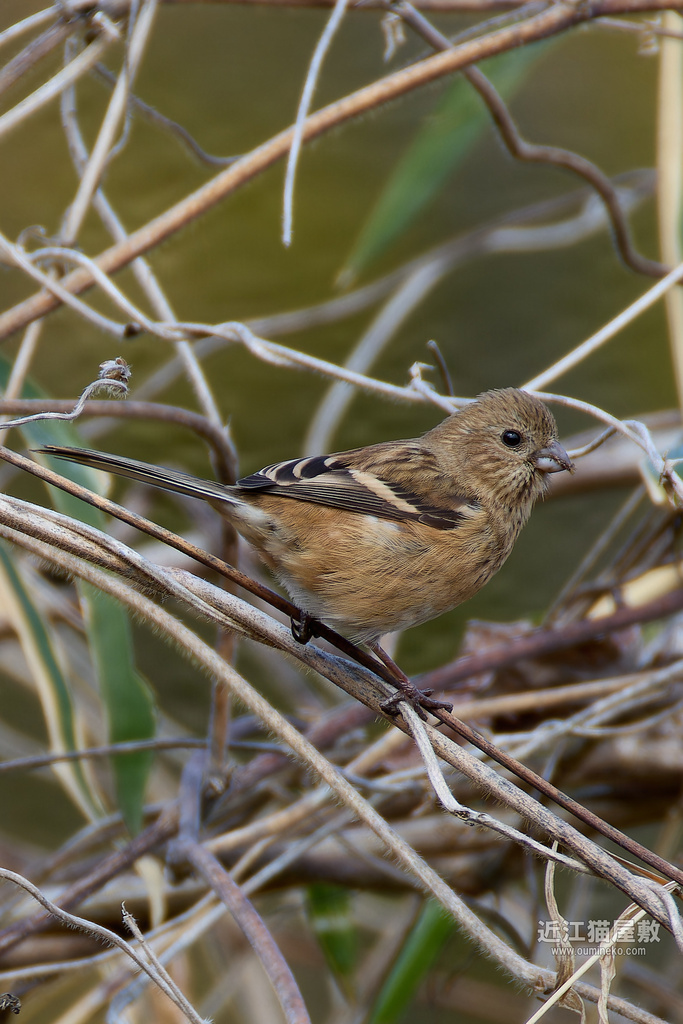 EOS R7+RF200-800mm F6.3-9 IS USMで野鳥撮影 600mm/800mm比較 ベニマシコ、ミヤマホオジロ、ホオジロ