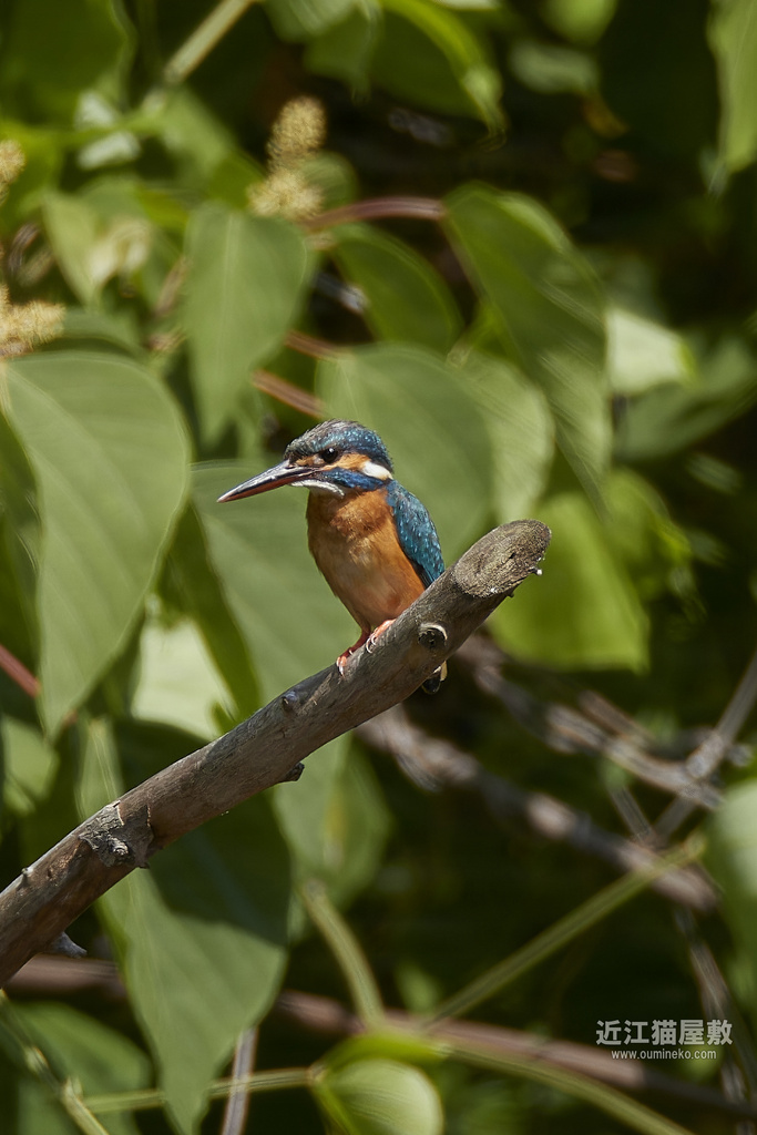 EOS-1D X mark III, R7で野鳥撮影 カワセミ、ツバメ、ヒヨドリ