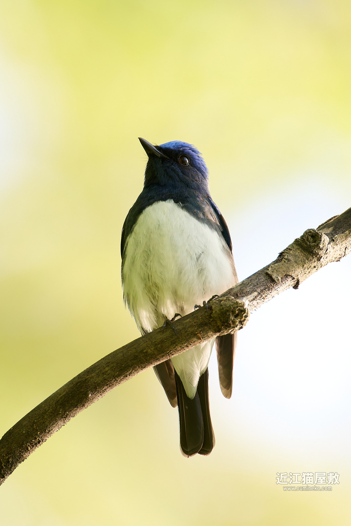 EOS R5 mark IIで野鳥撮影 GW前半① 普正寺の森 オオルリ、コムクドリ、ルリビタキ他