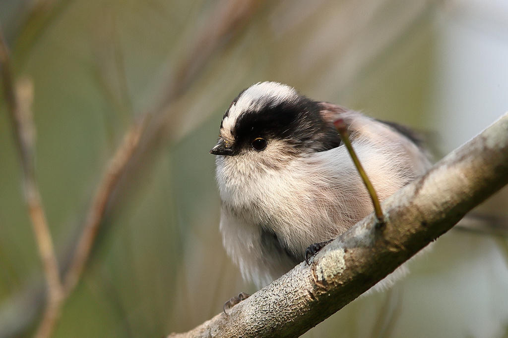 京都植物園　エナガ、コゲラ、ヤマガラ EOS-1D X Mark II + EF600F4L