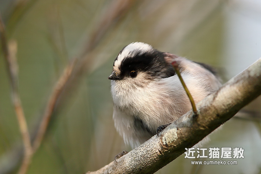 京都植物園　エナガ、コゲラ、ヤマガラ EOS-1D X Mark II + EF600F4L