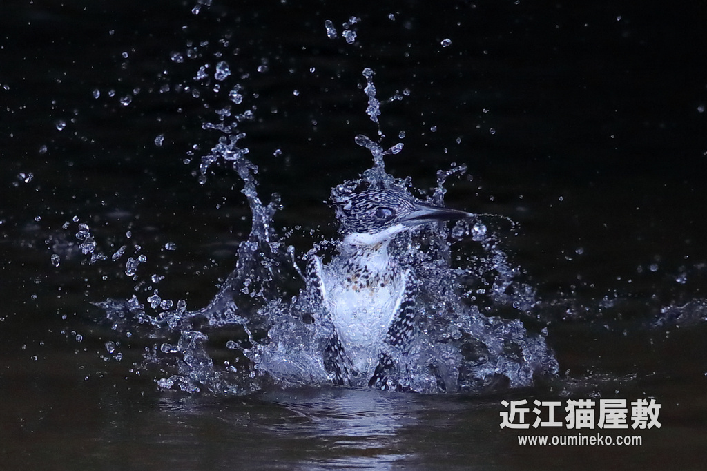 奈良県 榛原 ヤマセミ EOS-1D X Mark II + EF600F4L