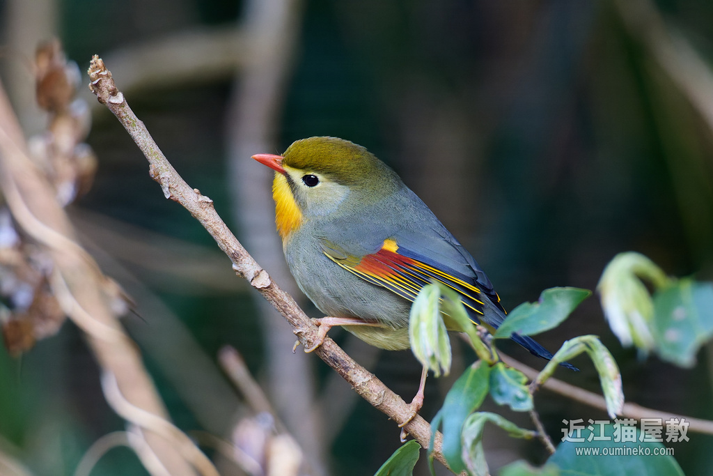 EOS R5 mark IIで野鳥撮影 ソウシチョウ、アトリ、シロハラ、ツグミ他